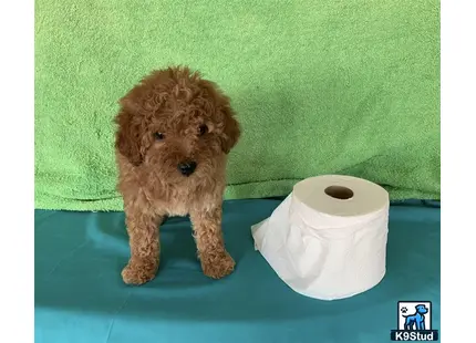 a maltipoo dog standing next to a roll of toilet paper